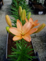 [1679 OrangeCocotte DJ No01.JPG]